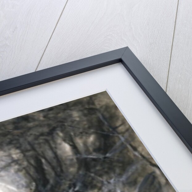 The Court of Faerie, 1906 by Thomas Maybank