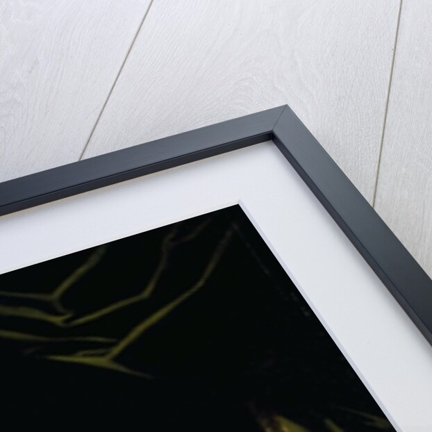 The Madonna della Rosa, before 1627 by Domenichino