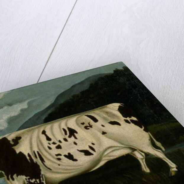 The Famous Craven Heifer by W. D. Fryer