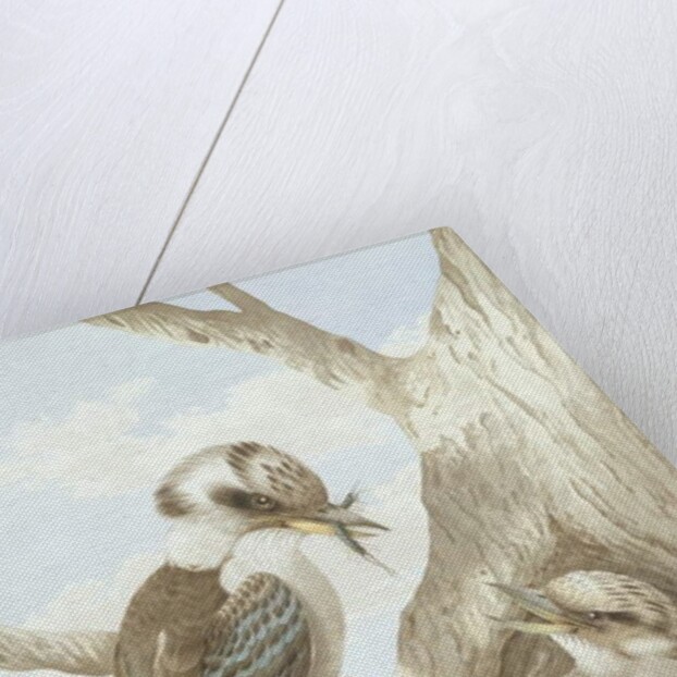 Kookaburras Feeding at a Nest in a Tree, 1892 by Neville Henry Peniston Cayley