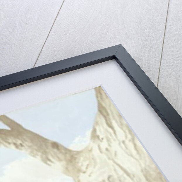 Kookaburras Feeding at a Nest in a Tree, 1892 by Neville Henry Peniston Cayley