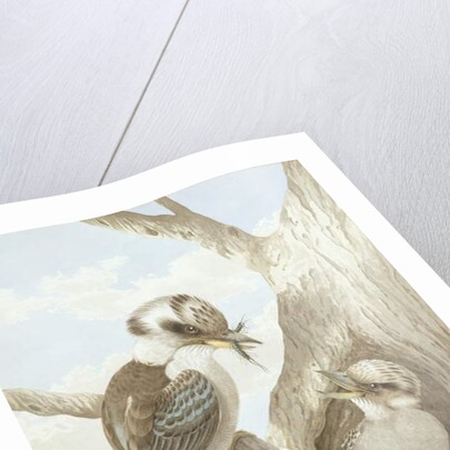 Kookaburras Feeding at a Nest in a Tree, 1892 by Neville Henry Peniston Cayley