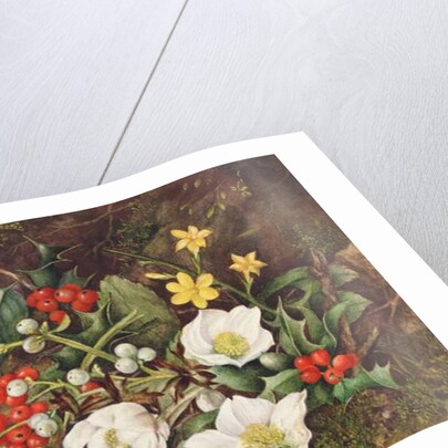 Holly and Christmas Roses by Jane Taylor