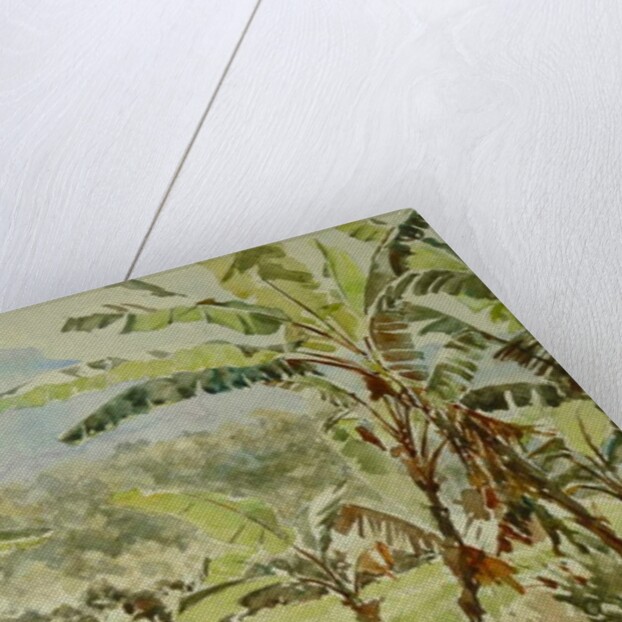 740 Banana trees, Ramboda by Clive Wilson