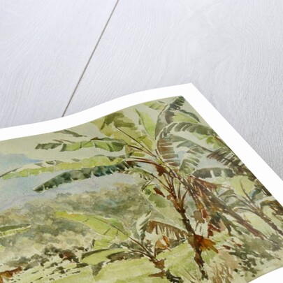 740 Banana trees, Ramboda by Clive Wilson