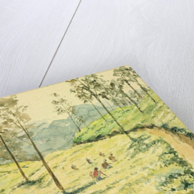 728 Tea pickers near Ella by Clive Wilson