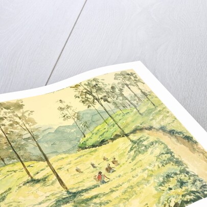 728 Tea pickers near Ella by Clive Wilson