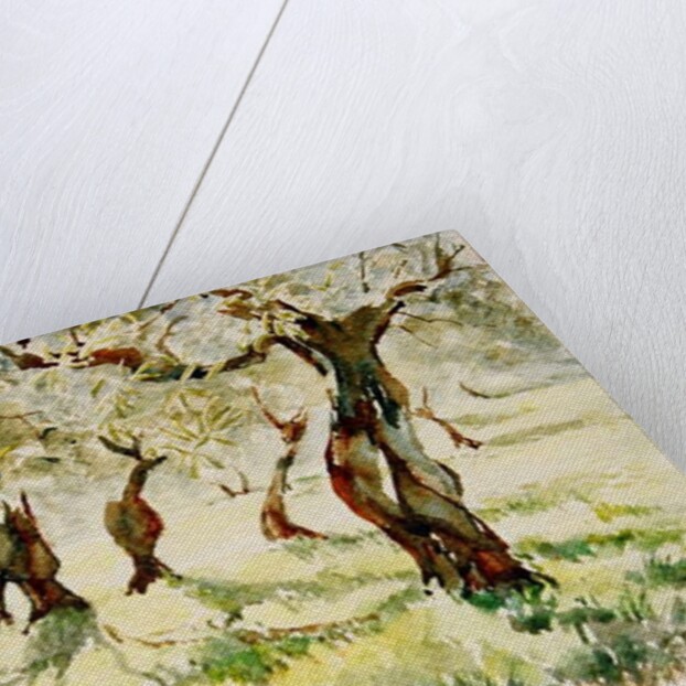 783 Old olives, Assisi by Clive Wilson