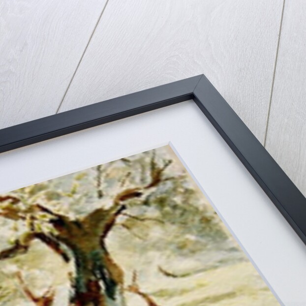 783 Old olives, Assisi by Clive Wilson