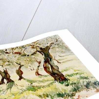 783 Old olives, Assisi by Clive Wilson