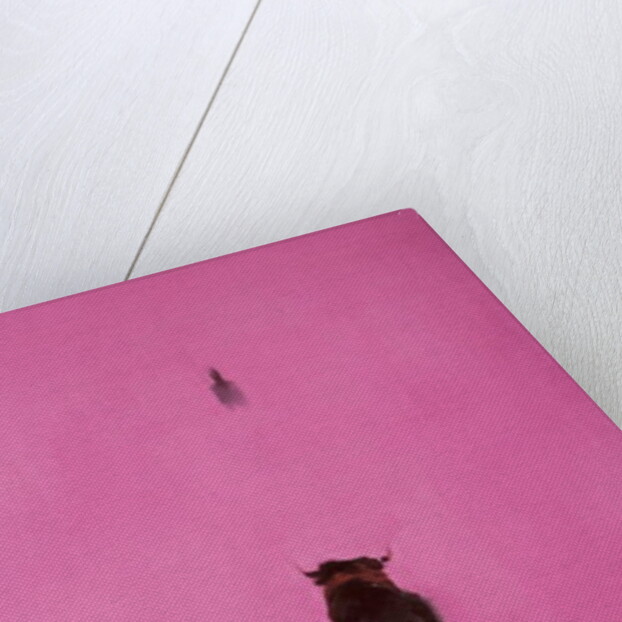 Bull by Daniel Cacouault