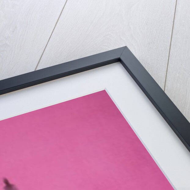 Bull by Daniel Cacouault