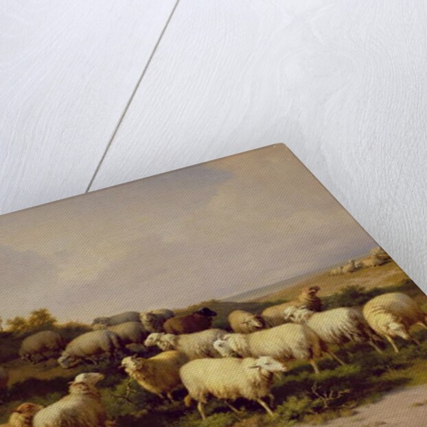 Sheep on the Coast, 1878 by Eugene Joseph Verboeckhoven