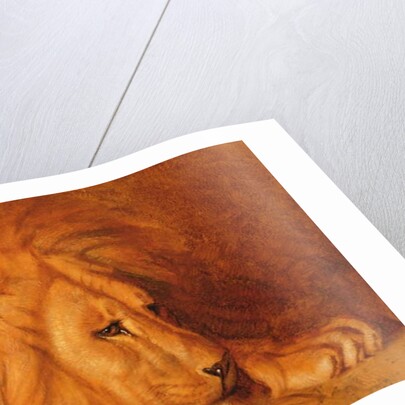 Lion at Rest by Abbott Handerson Thayer