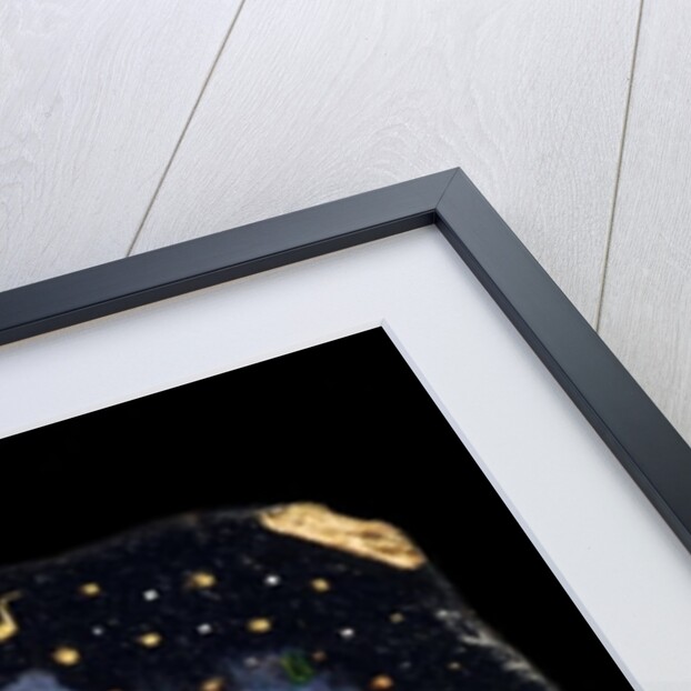 The Rose Tree, 2006 by Jane Deakin