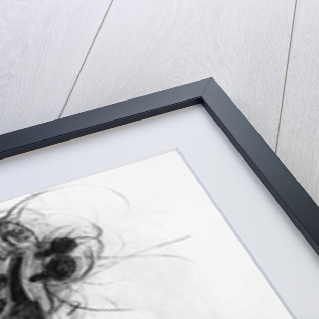 Violin, 2005 by Penny Warden