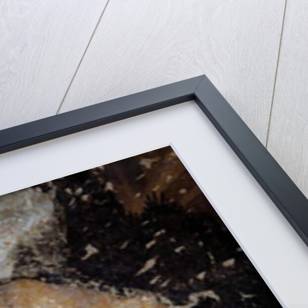 Dog, detail by Antonio Pisanello