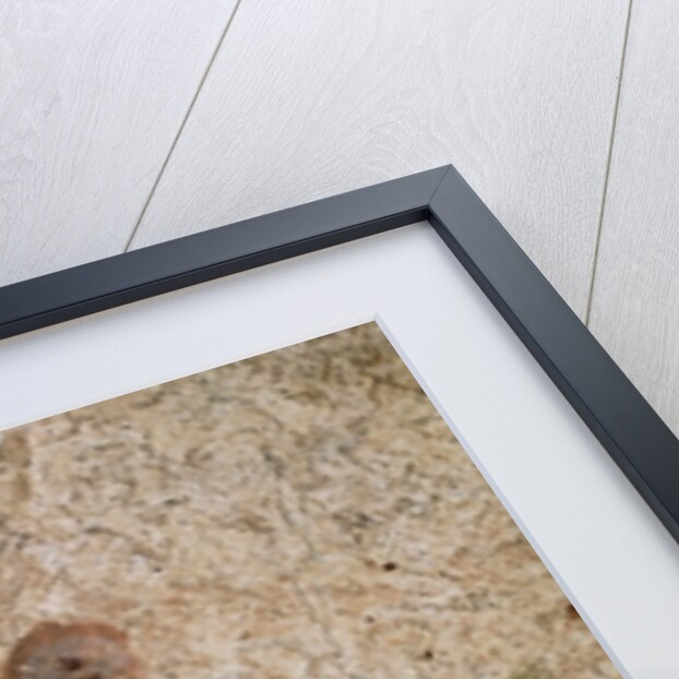 Fish, Chapel of the Good Shepherd by Anonymous