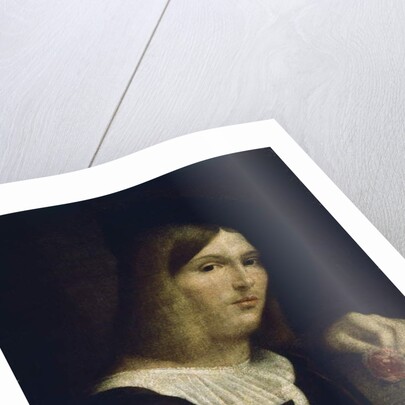 Portrait of a Young Man with a Rose, 1516 by Francesco (1482/3-1562) Torbido