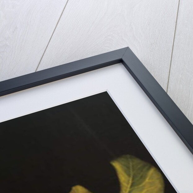 Still life with flowers and fruit by Michelangelo Merisi da Caravaggio