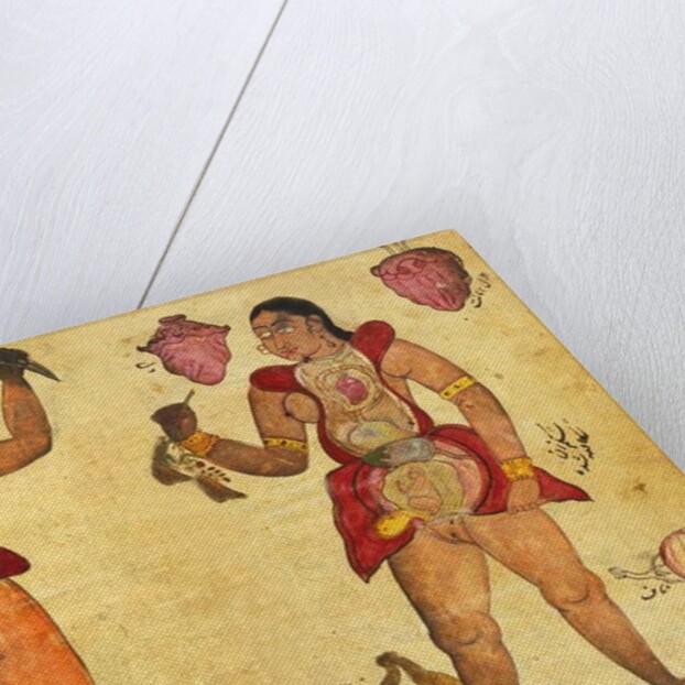 Anatomical illustration of a man and a Woman holding their own internal organs by Persian School