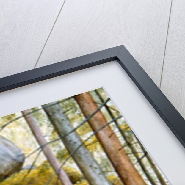 In the Wood by Ditz Ditz