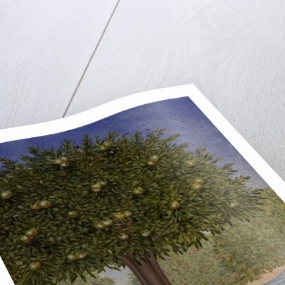 Right Hand Orchard Pig by Ditz Ditz