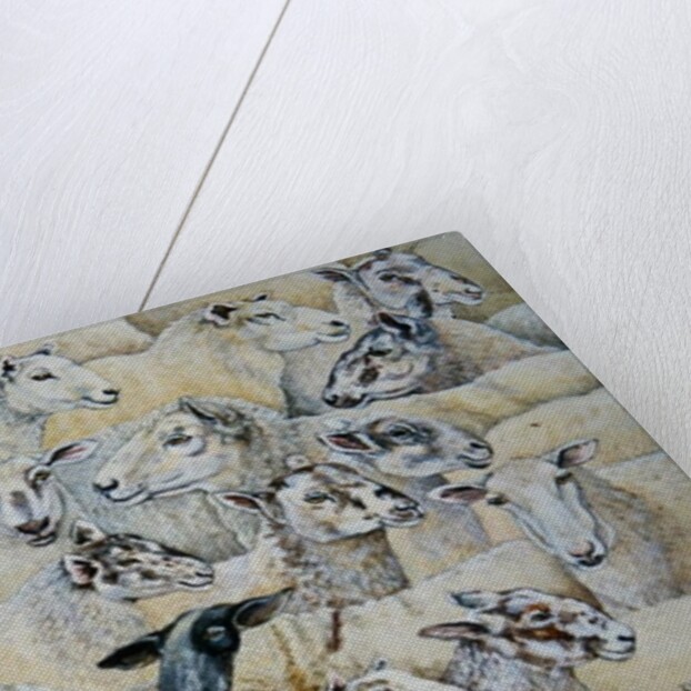 Sheep-Blanket by Ditz Ditz