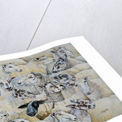 Sheep-Blanket by Ditz Ditz