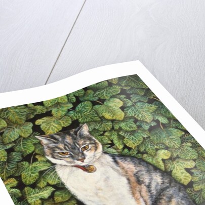 Ivy by Ditz Ditz