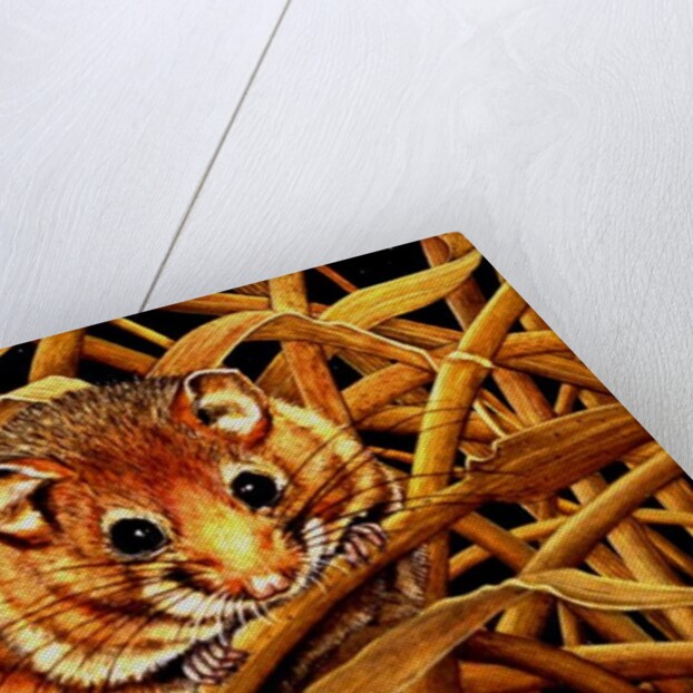 Edible Dormouse, 1993 by Ditz Ditz