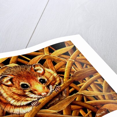 Edible Dormouse, 1993 by Ditz Ditz