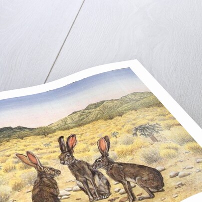 Elkhorn Conference, 1994 by Ditz Ditz