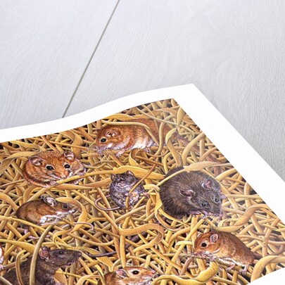 The Raiders of the Ark, 1995 by Ditz Ditz