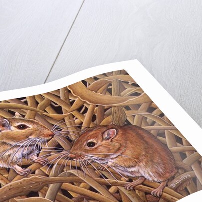 The Gerbils, 1994 by Ditz Ditz