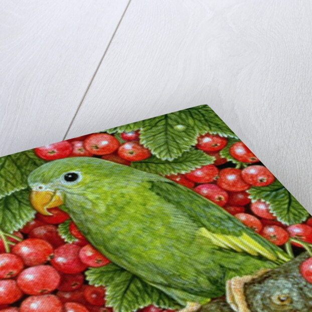 Redcurrant-Parakeet, 1995 by Ditz Ditz