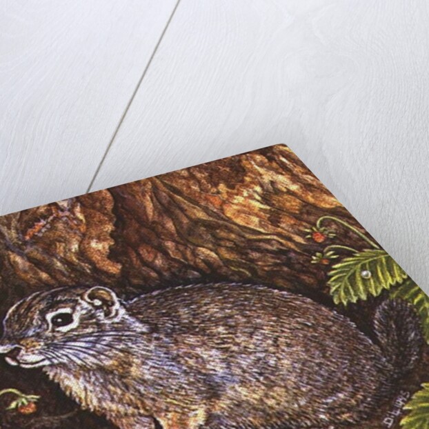 Eagle Creek, Wild Strawberry, Ground Squirrel, 1995 by Ditz Ditz