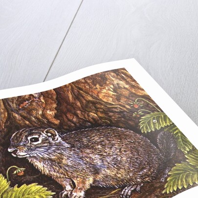 Eagle Creek, Wild Strawberry, Ground Squirrel, 1995 by Ditz Ditz