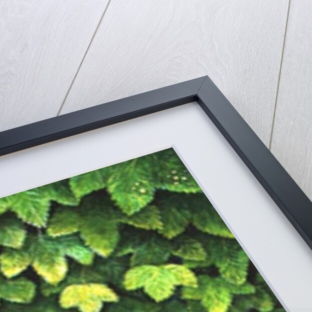 The Strawberry-Kitten, 1996 by Ditz Ditz