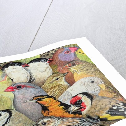 Patchwork-Birds, 1995 by Ditz Ditz