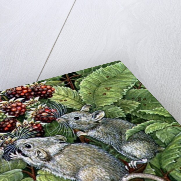 Blackberrying, 1996 by Ditz Ditz