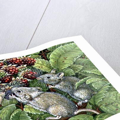 Blackberrying, 1996 by Ditz Ditz