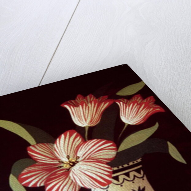 Striped Tulip by Dory Coffee