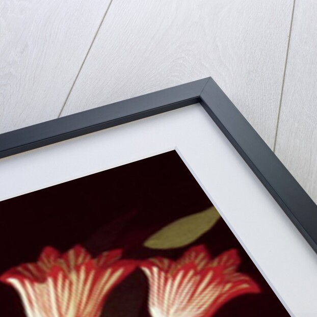 Striped Tulip by Dory Coffee