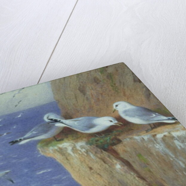 Seagulls by Archibald Thorburn