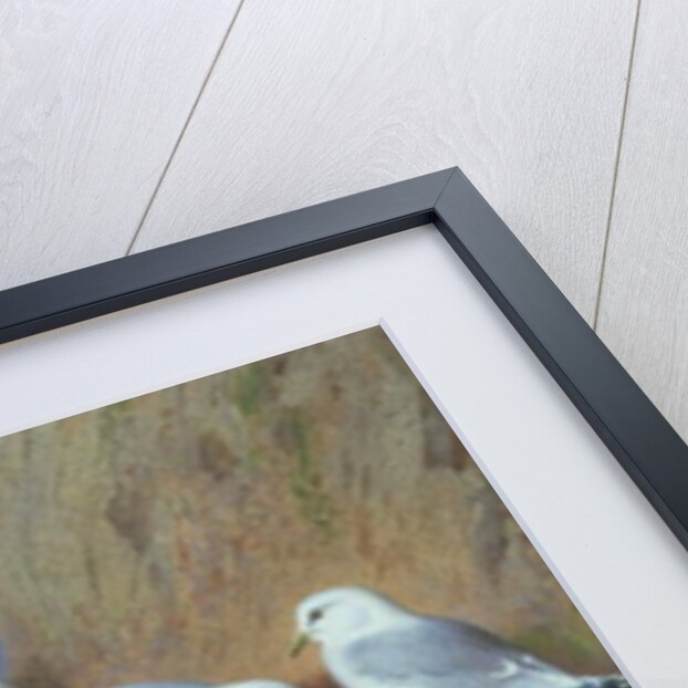 Seagulls by Archibald Thorburn