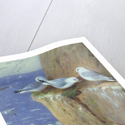 Seagulls by Archibald Thorburn