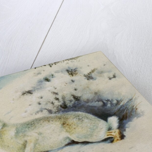 Hare by Archibald Thorburn