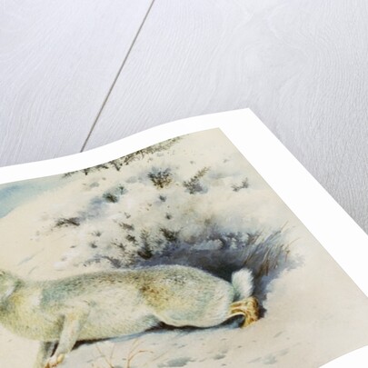 Hare by Archibald Thorburn