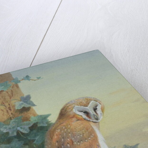 Barn Owl, 1916 by Archibald Thorburn